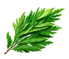 Close-up of a vibrant green fern-like leaf, sharply detailed, against a black background.  Intricate, feathery fronds radiate from a central stem