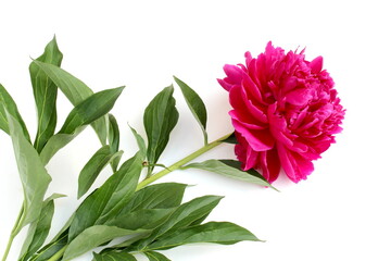 There is one bright pink peony on a white background.  ©  DENIS  