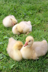 Little goslings are sitting on the green grass.	
