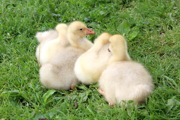 Little goslings are sitting on the green grass.	
