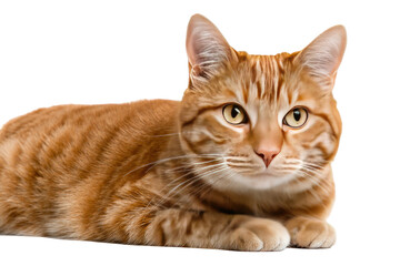 Fototapeta premium Ginger cat lying down, looking directly at camera