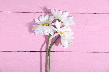 Three beautiful chamomile flowers on pink wooden table, flat lay