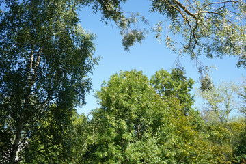 Obraz premium Landscape with green trees in a garden, park, forest.