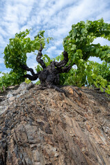 View of hills and vineyards of Banyuls AOP, grapes plants, between Pyrenees mountains and...