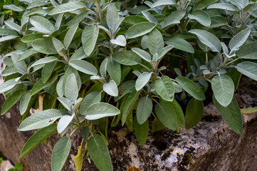 Green leaves of aromatic kitchen herb salvia in French garden close up