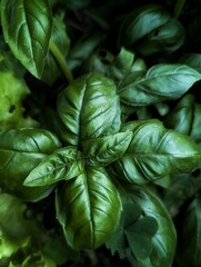 fresh basil leaves