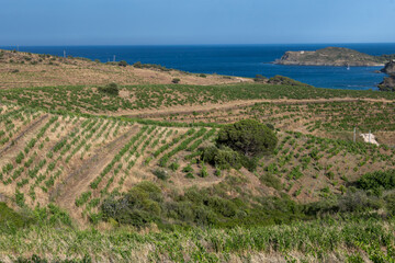 View of hills and vineyards of Banyuls AOP, grapes plants, between Pyrenees mountains and...
