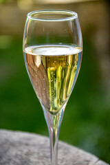 Drinking of sparkling white wine with bubbles champagne in sunny garden in old French village in Cote des Bar, Champagne region, France in summer