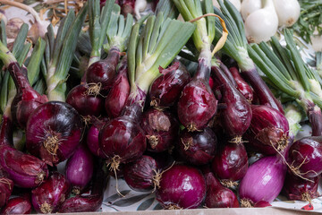 Fresh green organic onions with white white and violet bulbs for sale on french farmers market