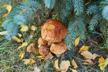 Orange Birch Bolete Mushroom Cluster in Autumn