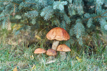 Four Orange Birch Bolete Mushrooms Under Spruce