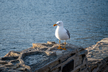 Seagull sea bird on beach or rocks in Collioure, France