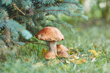 Orange Birch Bolete Mushroom Cluster in Autumn