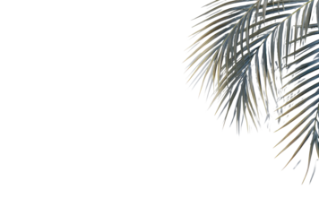 Close-up of stylized palm fronds, light gray and gold, against a black background