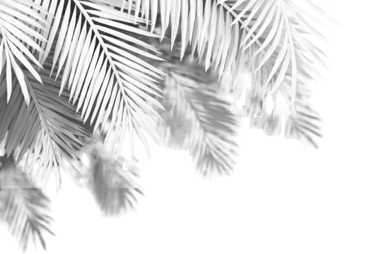Close-up monochrome view of overlapping palm fronds, grayscale,  showing intricate vein patterns