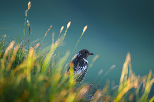 A close up view of the Ring ouzel bird sitting among tall grass in a meadow in the Bolshoy Bermamyt plateau, at daytime, Stavropol Krai, Russia