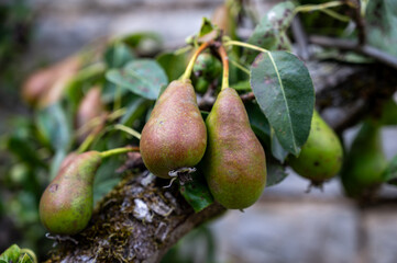 Green tree with hanging unripe organic Conference pear fruits in old French village