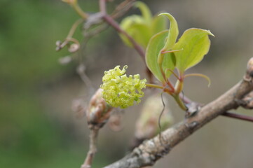Smilax china, called Cheongmiraedeonggul in Korea, is a deciduous climbing vine found in East Asia. It is used in traditional medicine and plays an important ecological role.