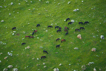 Aerial panoramic view of the green hills with a grazing herd of black horses on field in Bolshoy Bermamyt plateau, at daytime, Stavropol Krai, Russia