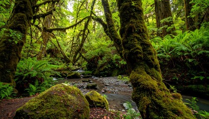 Lush forest creek scene