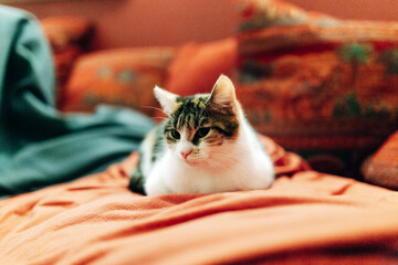 Cat resting on sofa under blanket