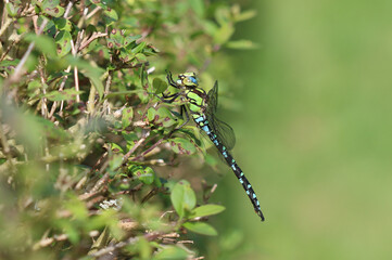 Blaugrüne Mosaikjungfer - Southern Hawker