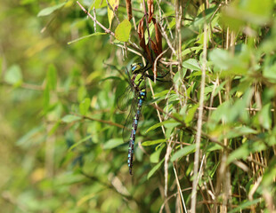 Blaugrüne Mosaikjungfer - Southern Hawker