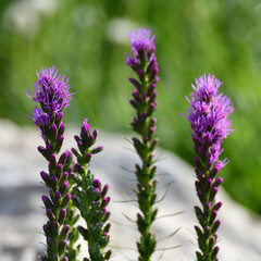 Liatris spicata is a herbaceous bulbous plant, a species of the genus Liatris of the Asteraceae family