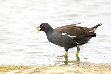 Closeup of a Common moorhen, Gallinula chloropus
