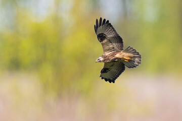 Common buzzard, Buteo Buteo, in flight