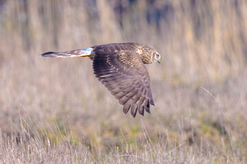 Hen harrier Circus cyaneus hunting