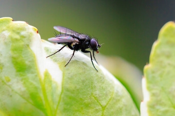 Rhinophora lepida insect fly, resting on a leaf