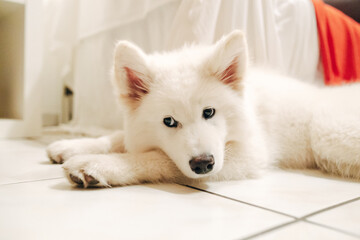 Naklejka premium Samoyed dog lying on the floor