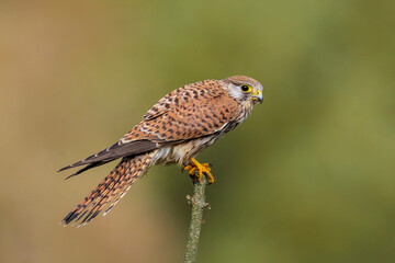 Kestrel falco tinnunculus female closeup