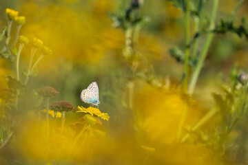 Common Blue butterfly, Polyommatus icarus, pollinating closeup