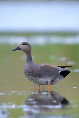 Swimming gadwall, Mareca strepera, duck, portrait