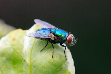 Common green bottle fly, Lucilia sericata, resting