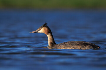 Closeup of a Great crested grebe Podiceps cristatus waterfowl