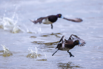 Tufted duck, Aythya fuligula, swimming