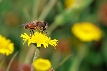 Drone fly Eristalis tenax insect in flight on a sunny day