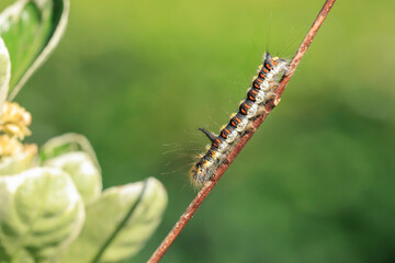 Closeup of a caterpillar of a grey dagger, Acronicta psi, moth crawling and eating