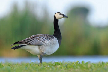 Closeup of a barnacle goose Branta leucopsis in a meadow