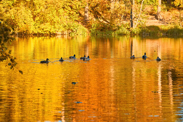Flock of Ducks on Golden Pond