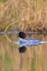 Closeup of a common goldeneye female, Bucephala clangula, waterfowl