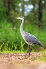 Grey heron, Ardea cinerea, hunting in a forest