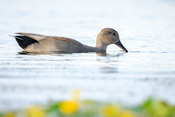 Fototapeta premium Swimming gadwall, Mareca strepera, male duck, portrait