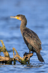 Great Cormorant bird, Phalacrocorax carbo, drying wings