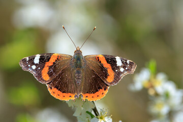Red Admiral butterfly, Vanessa atalanta, feeding