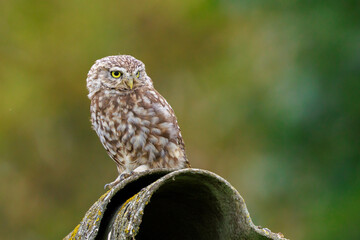 Closeup portrait Little owl, Athene noctua, perched while hunting