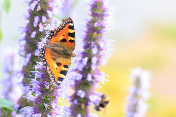 Aglais urticae small tortoiseshell butterfly isolated by nature